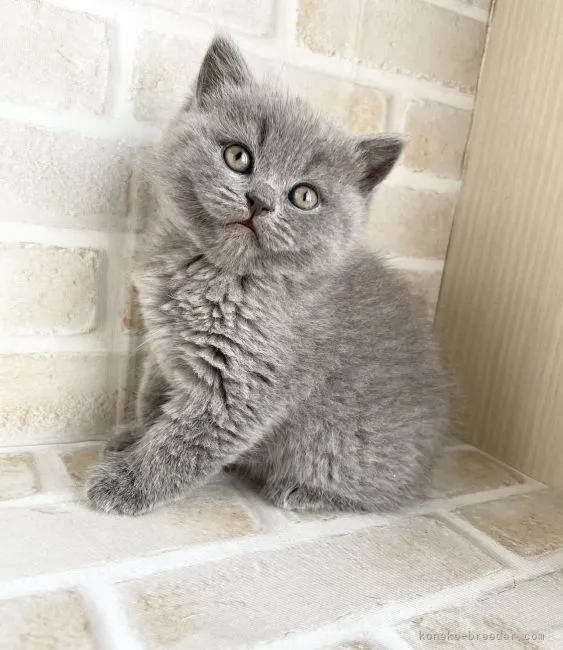 ID:2202-01977の子猫