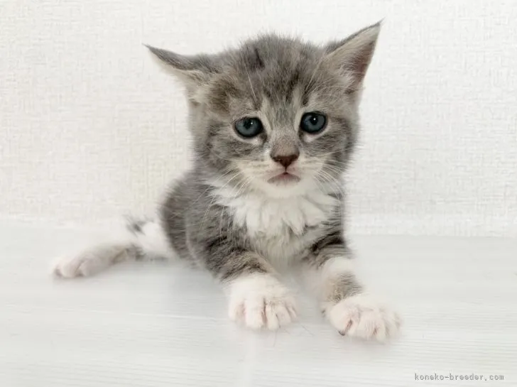 吾輩は猫 様のお迎えした子猫