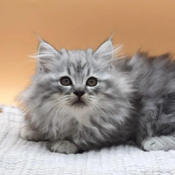 ID：2212-02576の子猫