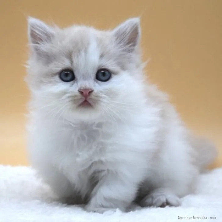 ID：2311-01121の子猫