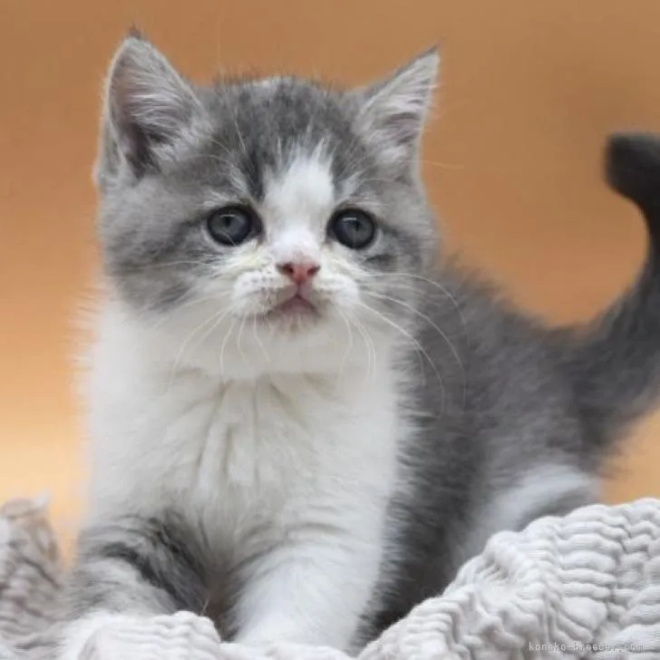 ID:2301-01994の子猫