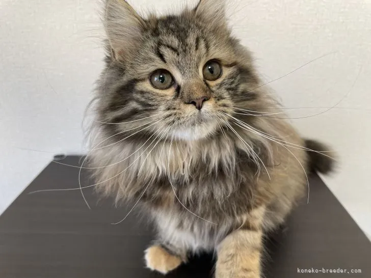 ID：2110-01412の子猫