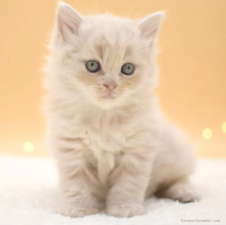 ID：2403-01029の子猫