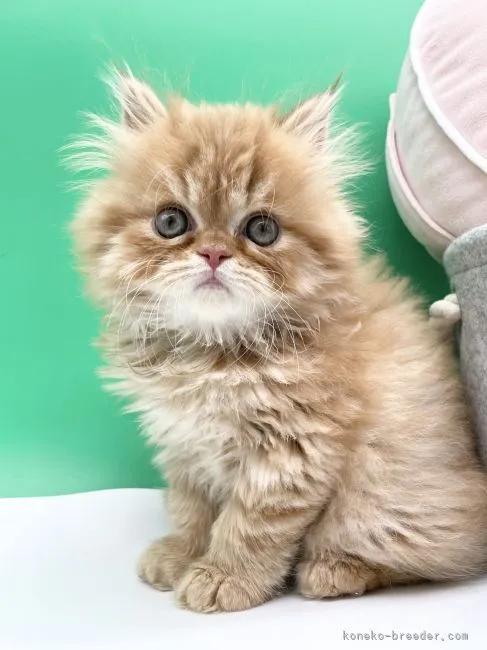 ID：2203-01358の子猫