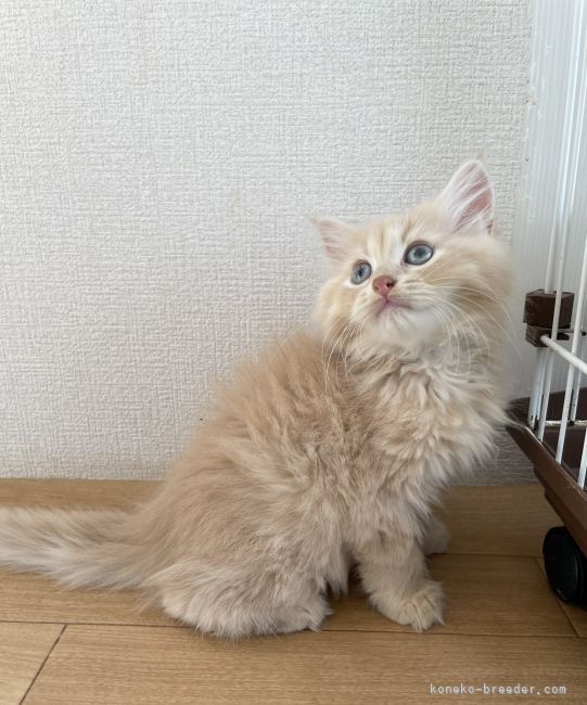Y.O 様のお迎えした子猫