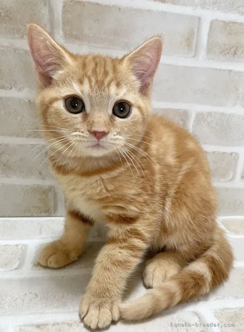 ID：2108-02422の子猫