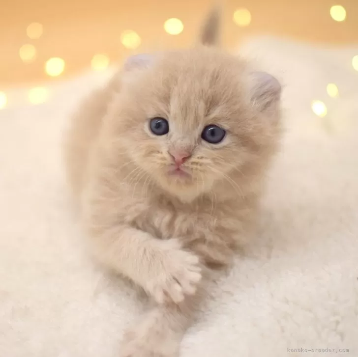 かなぷる 様のお迎えした子猫