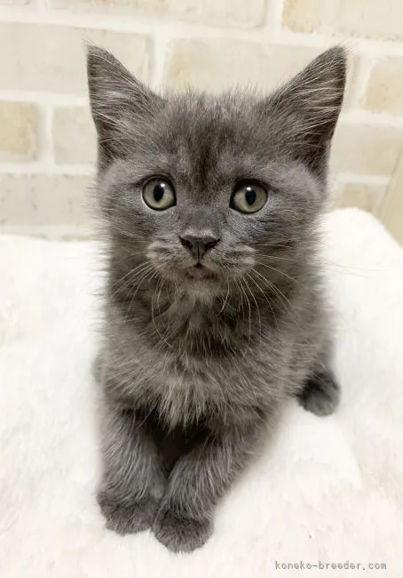 ID:2104-01014の子猫