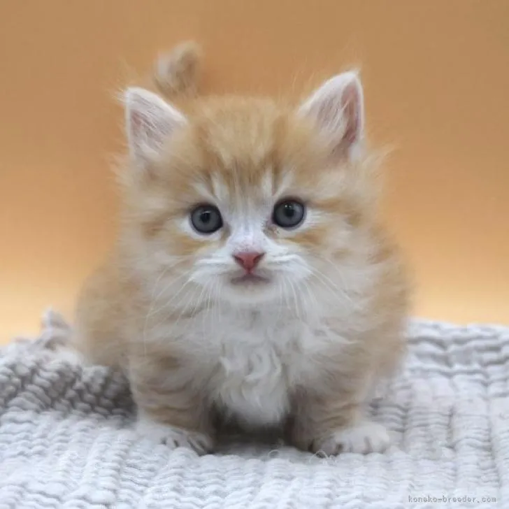 ID:2302-01191の子猫