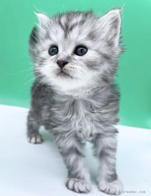 H・Y 様のお迎えした子猫