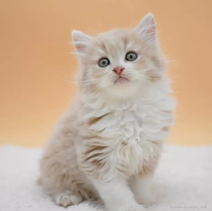 ID：2410-01794の子猫