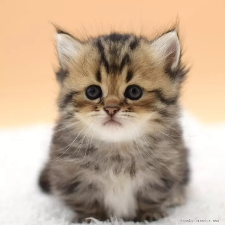 ID：2409-00492の子猫