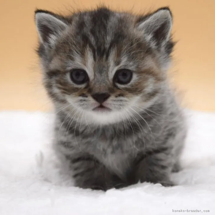 ID:2311-02228の子猫