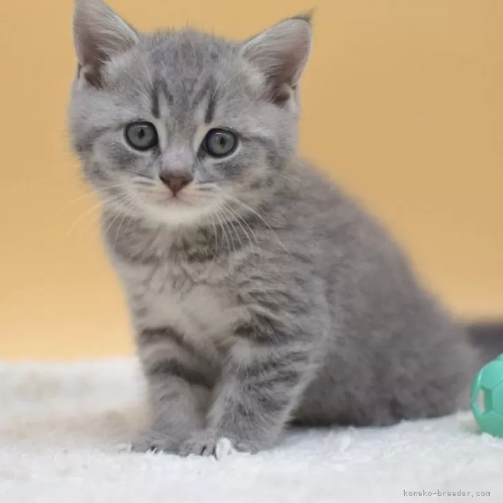ID:2405-02813の子猫