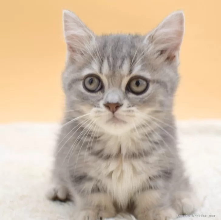のんてゃ 様のお迎えした子猫