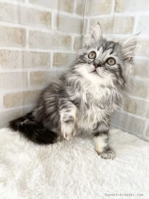 ID：2106-00035の子猫