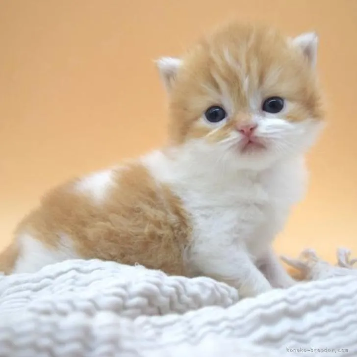 ID:2211-02783の子猫