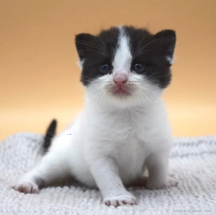ID:2308-03251の子猫