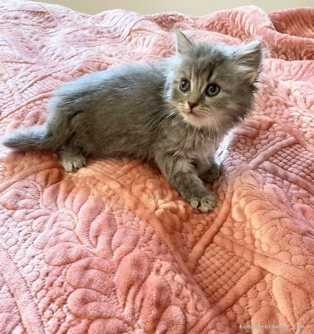 ID:2108-00442の子猫