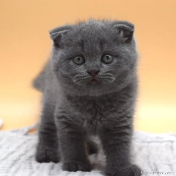 ID:2304-00337の子猫