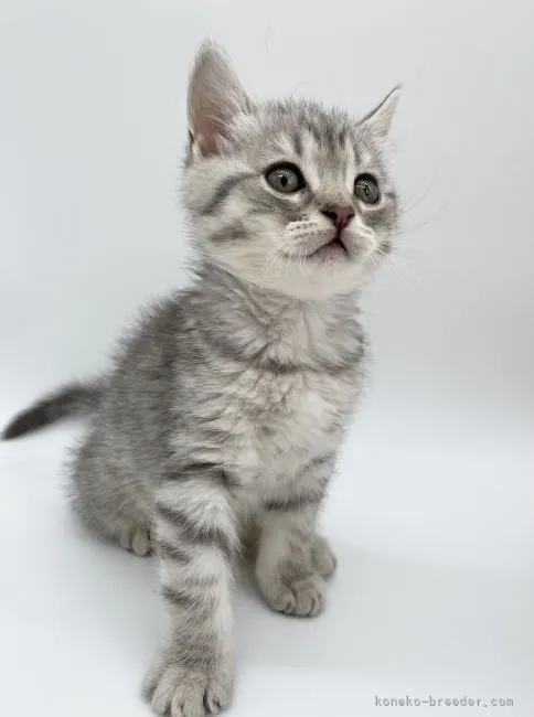 ID：2203-01477の子猫