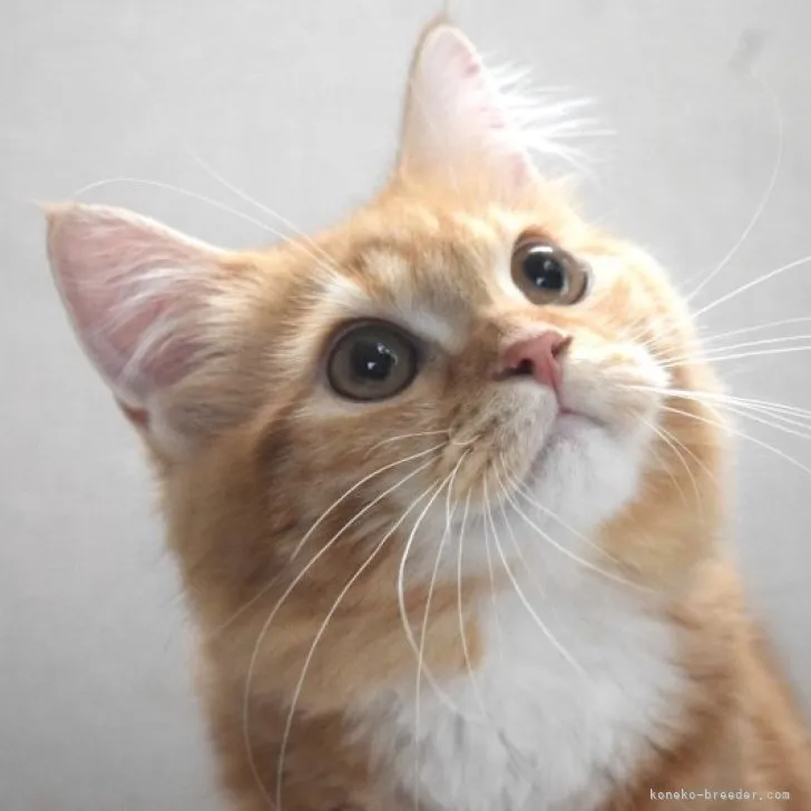 ID:2302-01188の子猫