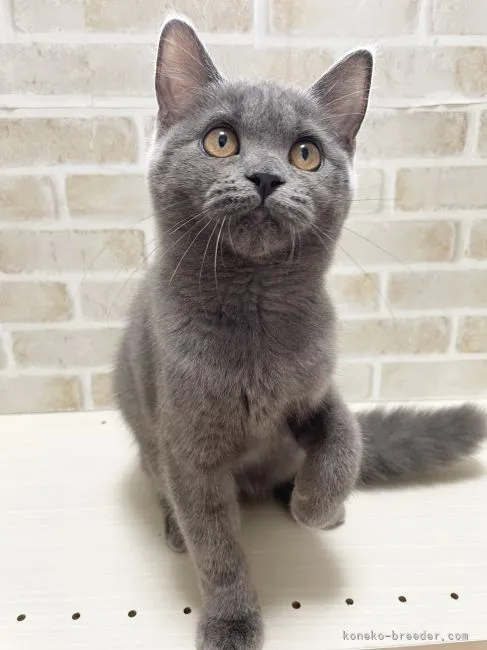 ID：2107-00664の子猫