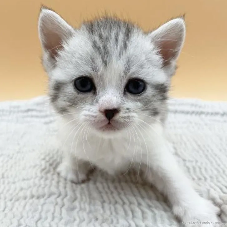 ID:2210-00188の子猫
