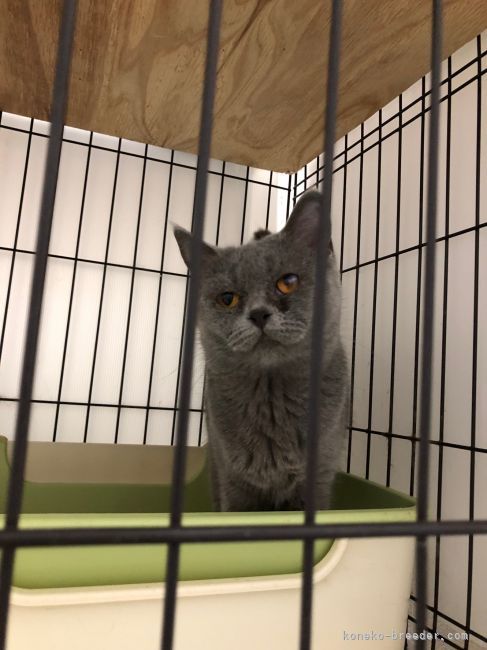 ブリティッシュショートヘア【・女の子・2019年4月3日・ブルー】