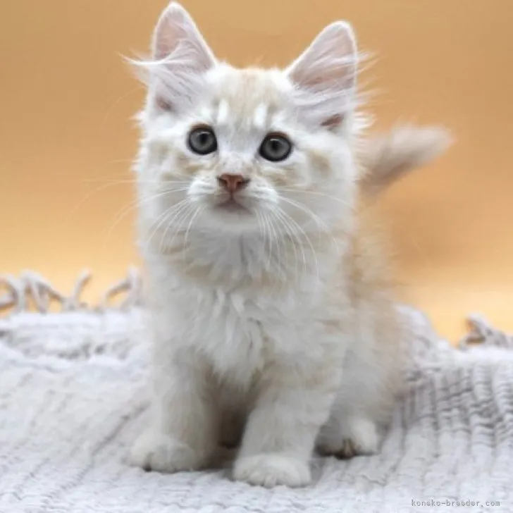 ID：2305-01887の子猫