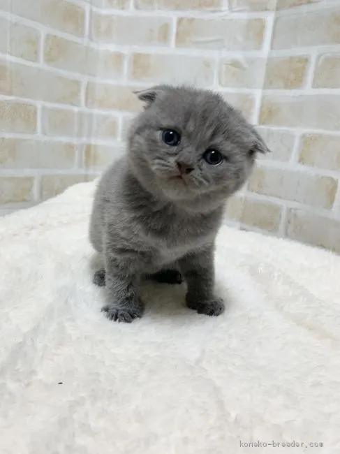 たく 様のお迎えした子猫