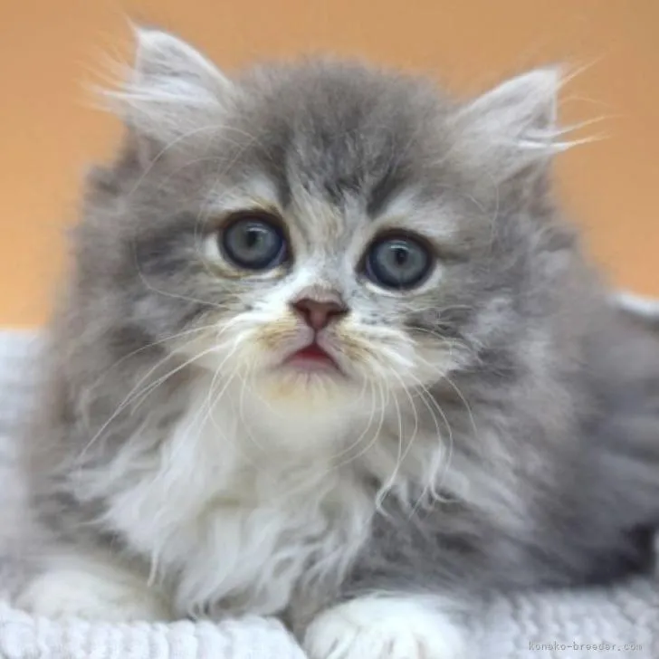 ID：2208-02462の子猫