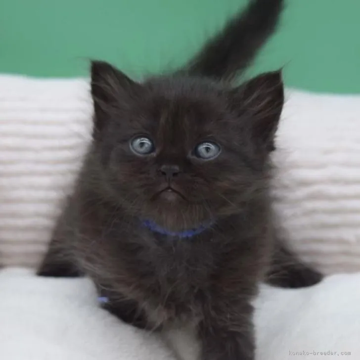 ID：2207-00597の子猫
