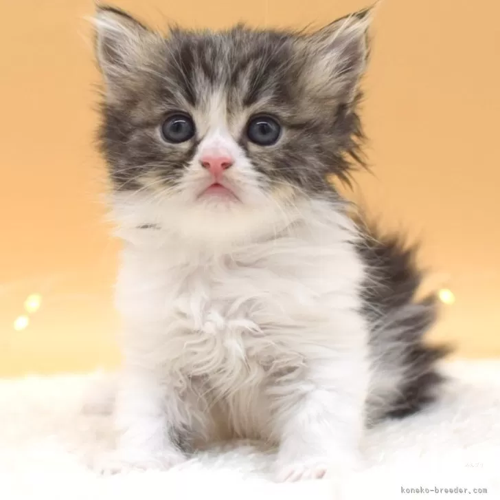 ID:2403-00368の子猫