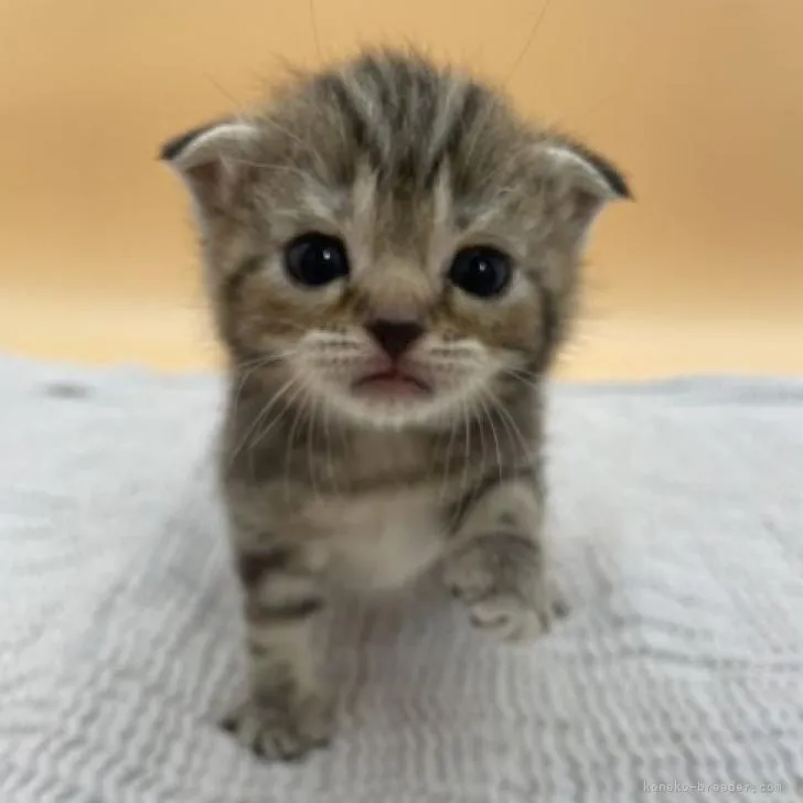 ID：2209-01976の子猫
