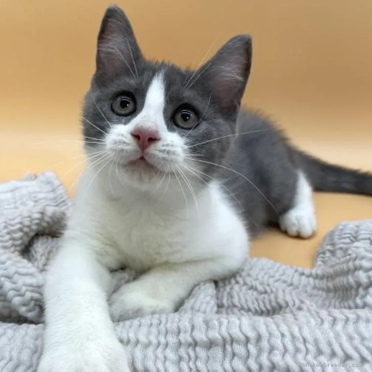 ID:2208-01722の子猫