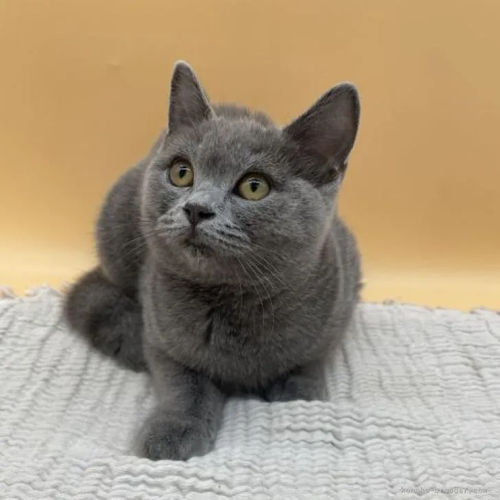 ID:2208-01726の子猫