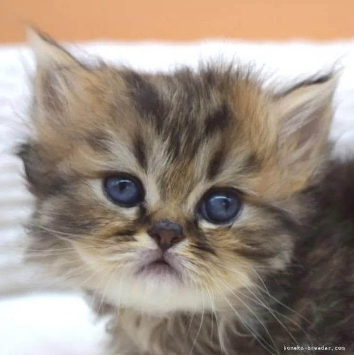 ID:2208-02164の子猫