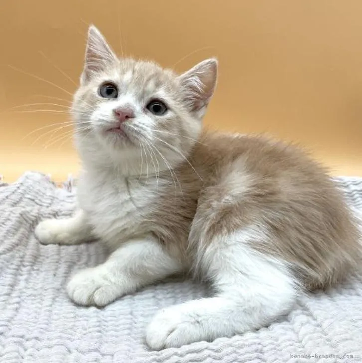 ID：2210-03212の子猫