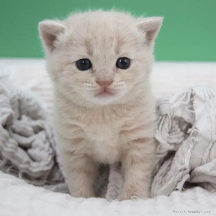 K.Ｉ 様のお迎えした子猫