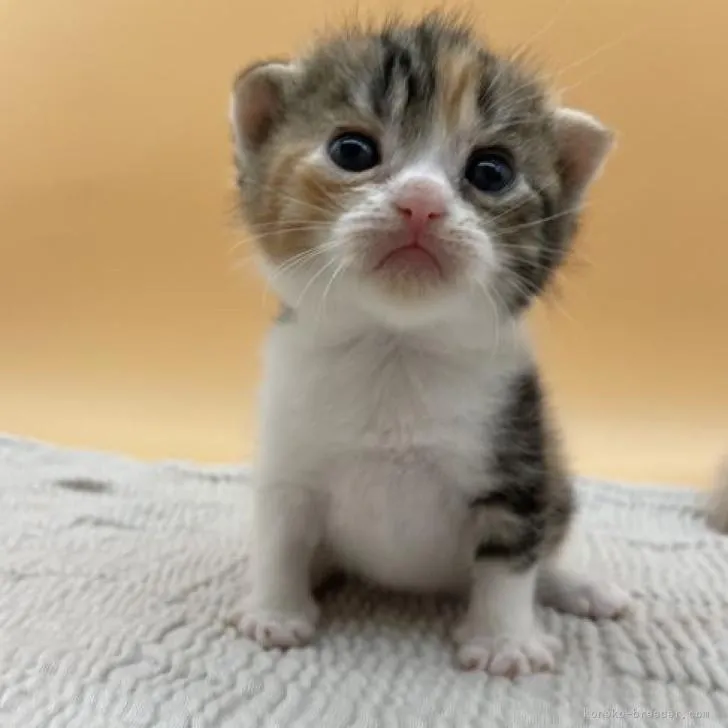 ID：2209-01977の子猫