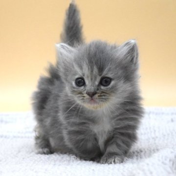 マンチカン(短足)【栃木県・女の子・2023年8月25日・ブルータビー】の写真「兄弟で唯一長毛短足ちゃんです💖」