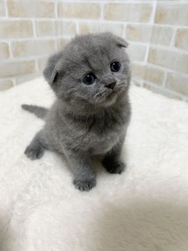 スコティッシュフォールド(折れ耳)【栃木県・女の子・2020年12月11日・ブルー】の写真「コロコロ可愛い男の子😸」