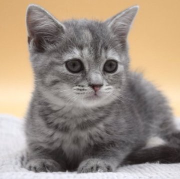 マンチカン【栃木県・女の子・2023年8月25日・ブルータビー】の写真「ブリちゃん(母猫)よりのむっちり子猫❤️」