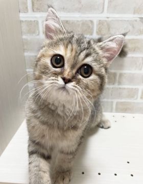 エキゾチックショートヘア【栃木県・女の子・2021年3月4日・ブラウンマッカレルタビー】の写真「抱っこが大好きな甘えん坊❤️のんびりちゃん」