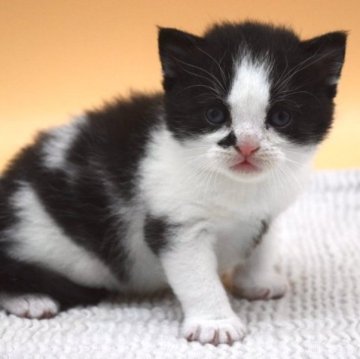 ブリティッシュショートヘア【栃木県・女の子・2023年8月7日・ブラック&ホワイト】の写真「コロッコロの女の子👧」