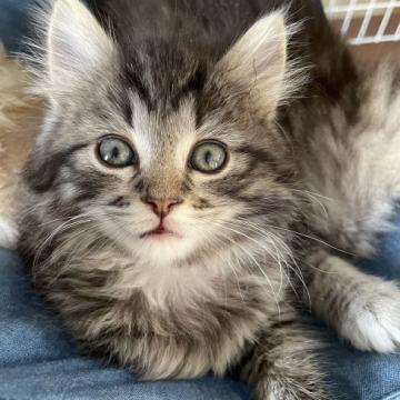 サイベリアン【栃木県・女の子・2022年3月15日・シルバータビー】の写真「フワフワ女の子♡」