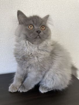 スコティッシュフォールド(立ち耳)【栃木県・女の子・2021年9月13日・ブルー】の写真「他のことは少し違う毛色で、カッコいい女の子」