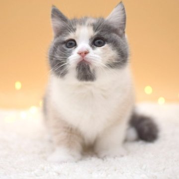 マンチカン(長足)【栃木県・女の子・2023年12月26日・ダイリュートキャリコ】の写真「とっても活発で元気な女の子です♪」