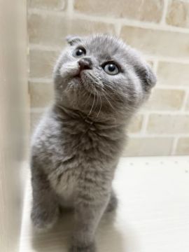 スコティッシュフォールド(折れ耳)【栃木県・男の子・2021年4月30日・ブルー】の写真「コロッコロです❤️」